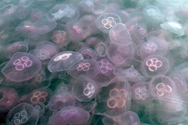 Estate 2014, come difendersi dalle meduse: le 5 cose da fare e da non fare