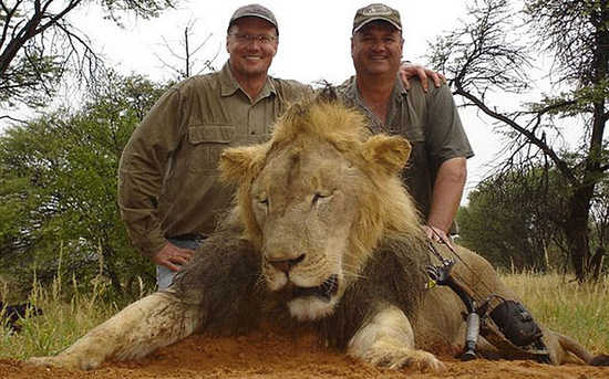 Ha ucciso e decapitato Cecil, leone simbolo dello Zimbabwe. Ricercato Walter Palmer dentista americano con la passione della caccia grossa. Rischia fino a 15 anni di carcere