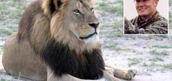 L’uccisione di Cecil, lo Zimbabwe chiede l’estradizione per Walter Palmer. Dopo il leone voleva uccidere un elefante. Il dentista chiude lo studio